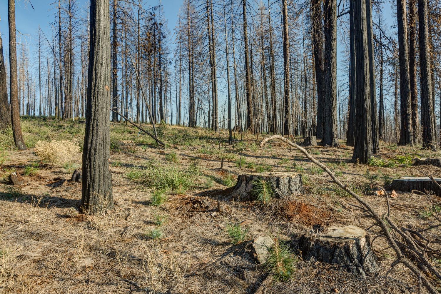 Rollingwood Court, Grizzly Flats, California image 10