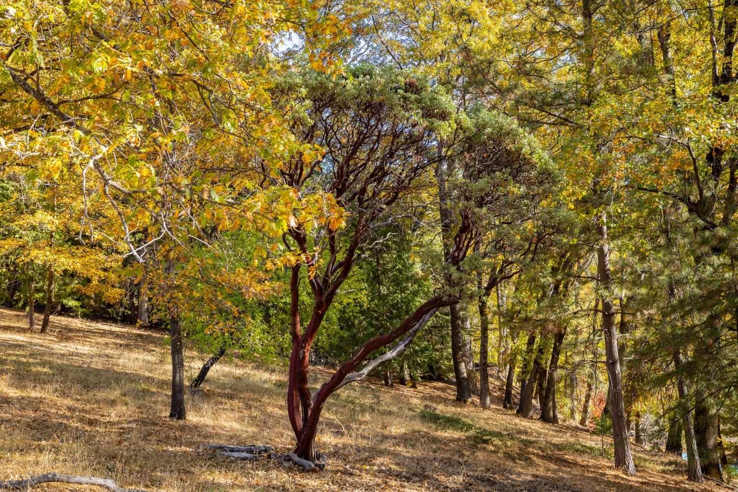 Cement Hill Road, Nevada City, California image 10