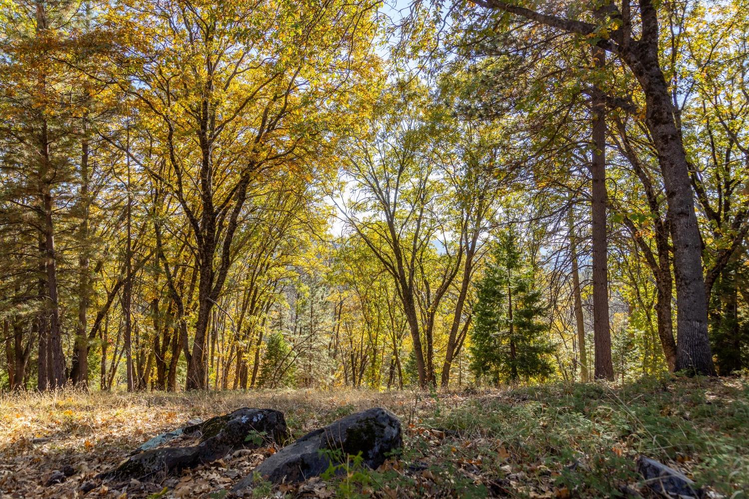 Cement Hill Road, Nevada City, California image 9