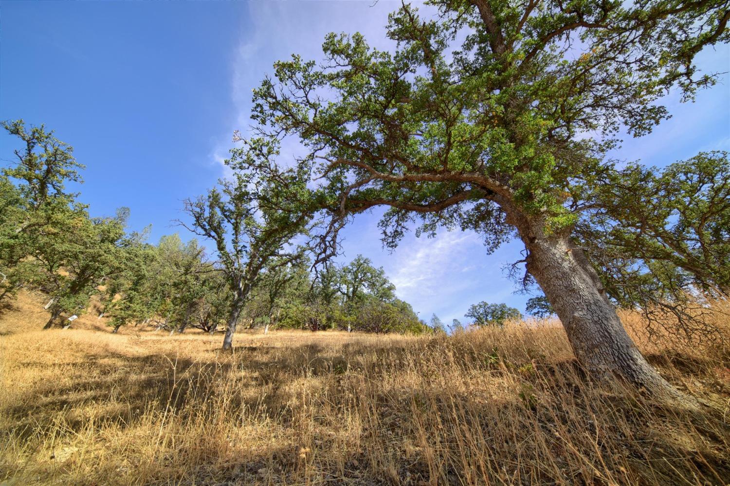 Detail Gallery Image 56 of 92 For 0 Red Bank Rd, Red Bluff,  CA 96080 - – Beds | – Baths