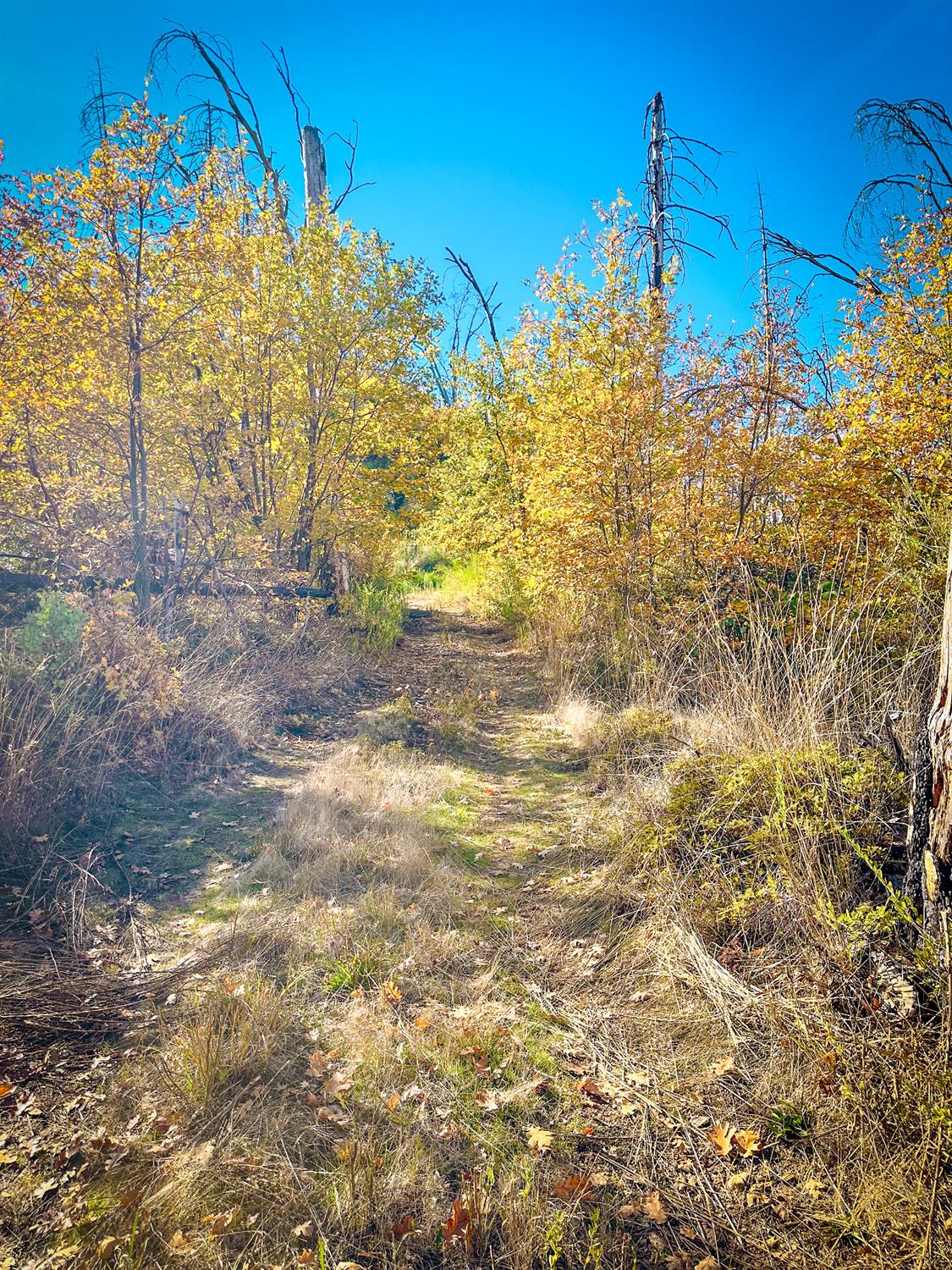 Avenue A, Mountain Ranch, California image 8