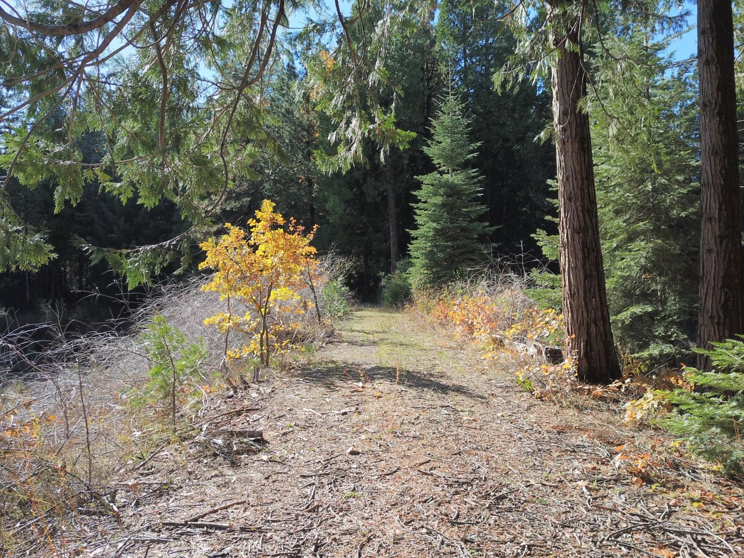 Phelps Hill Road, Nevada City, California image 6