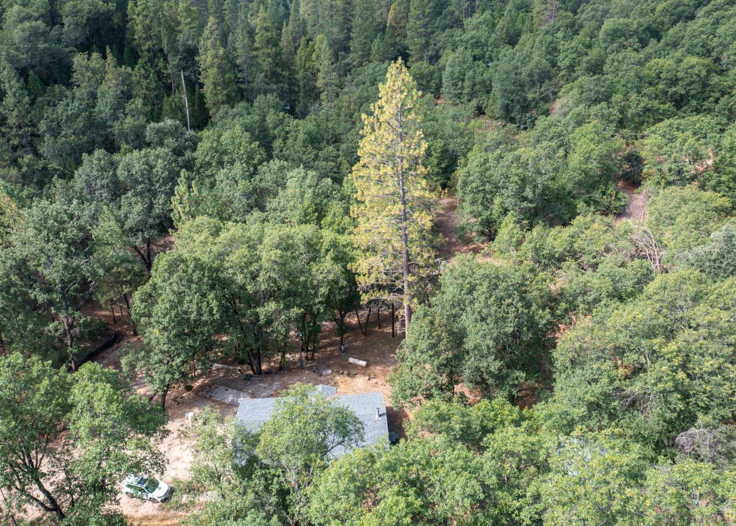 Timber Lane, West Point, California image 39