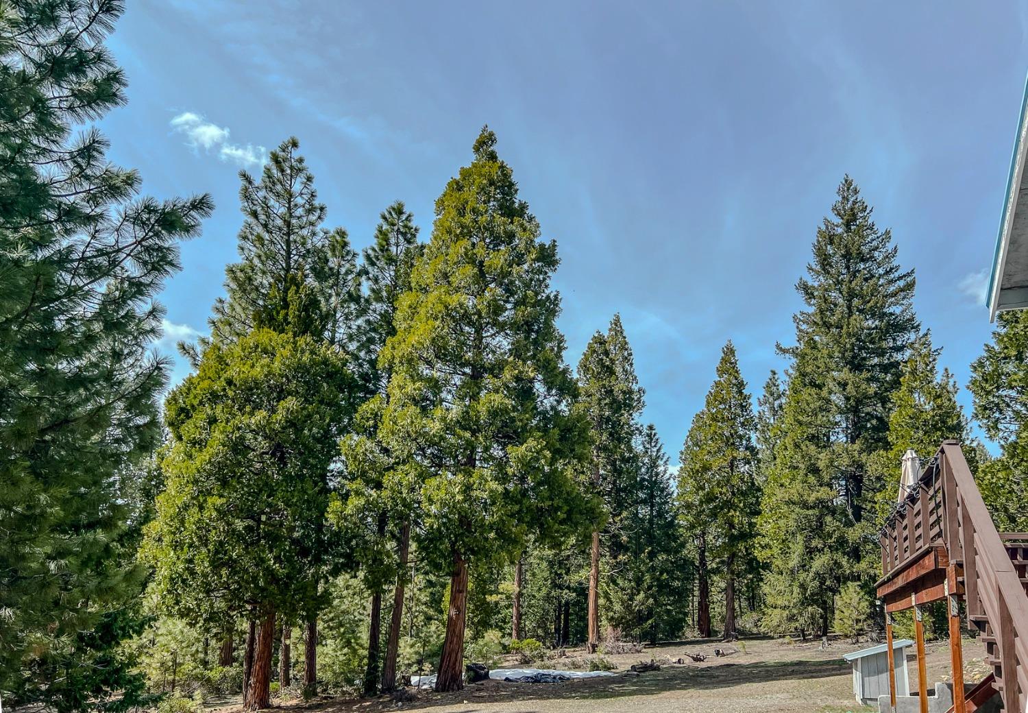 Detail Gallery Image 34 of 37 For 1201 Red Fox Rd, Clio,  CA 96106 - 3 Beds | 2/1 Baths