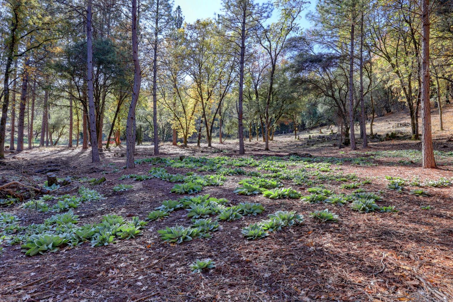 Spring Ranches Road, Grass Valley, California image 15