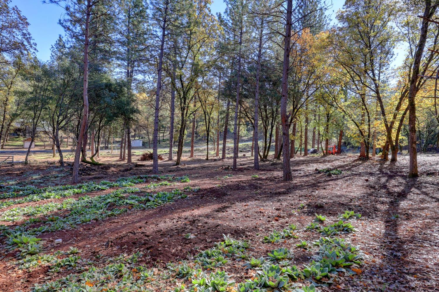 Spring Ranches Road, Grass Valley, California image 9