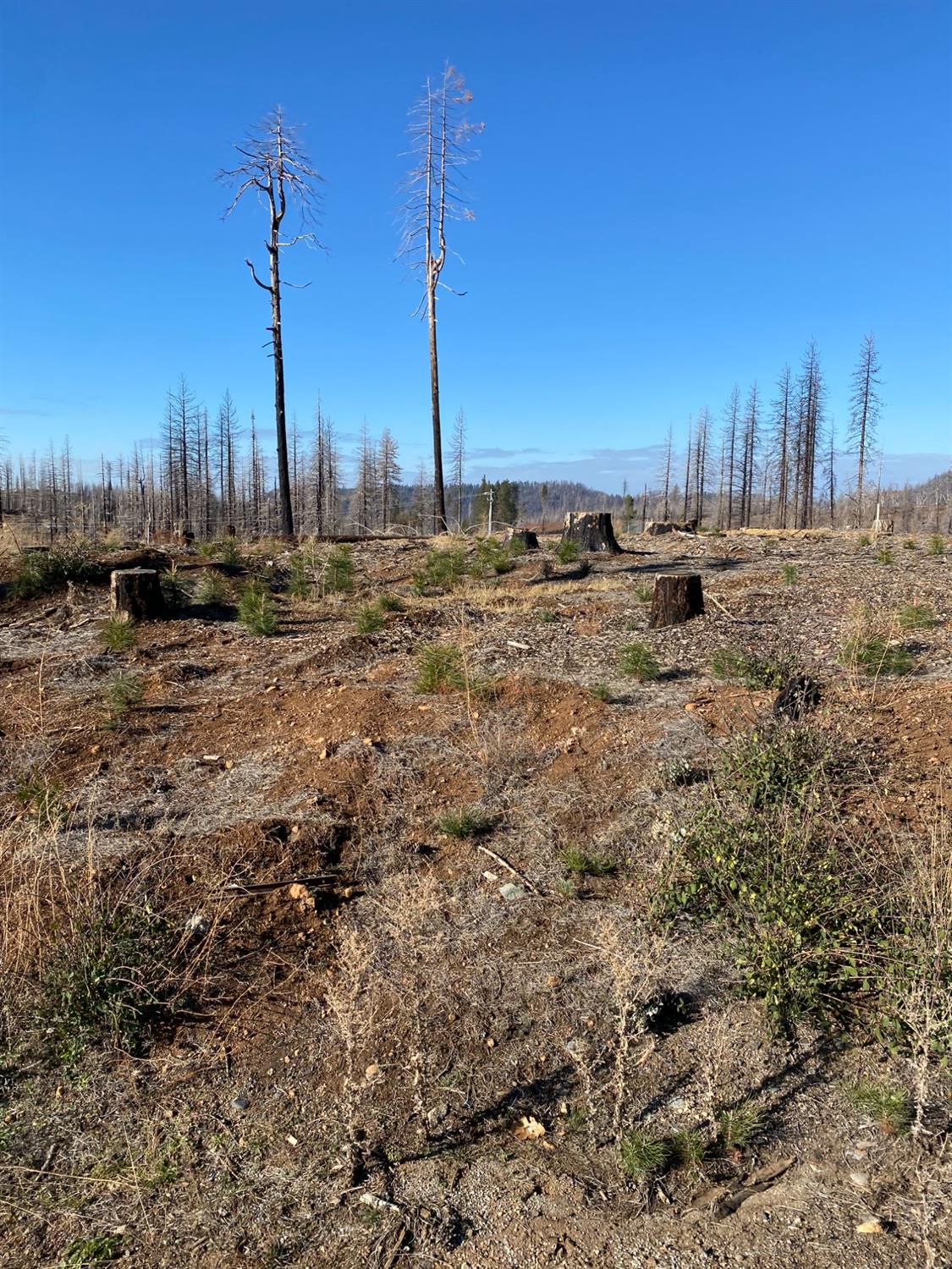 Sciaroni Road, Grizzly Flats, California image 4