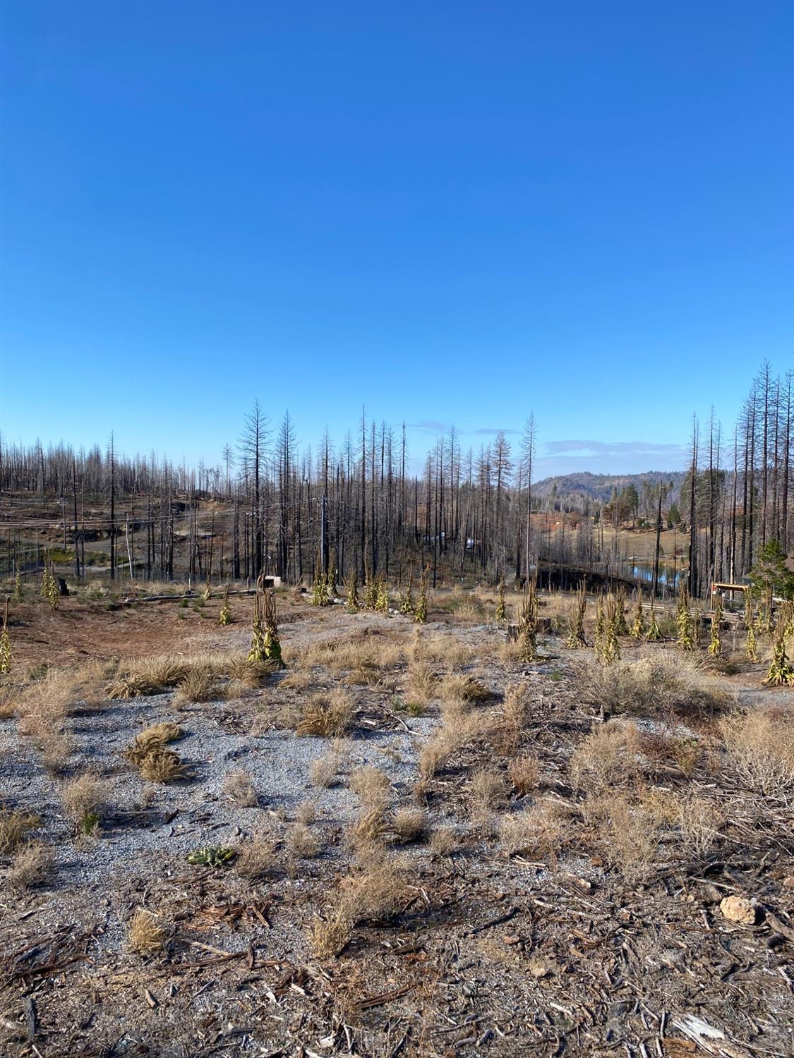 Quietwood Drive, Grizzly Flats, California image 3