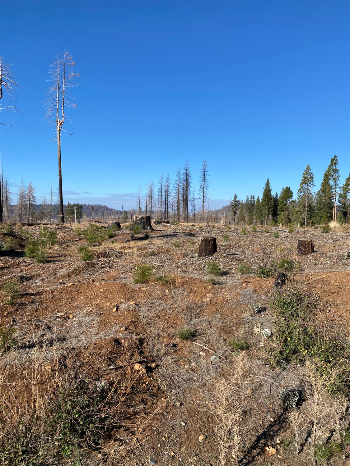 Sciaroni Road, Grizzly Flats, California image 2