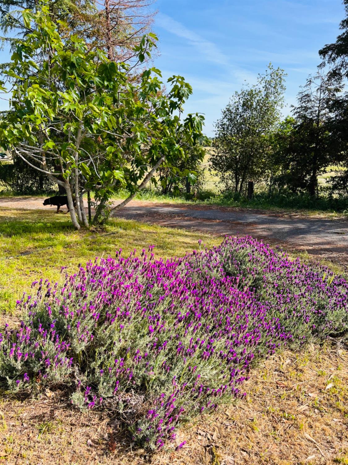 E Acampo Road, Clements, California image 19