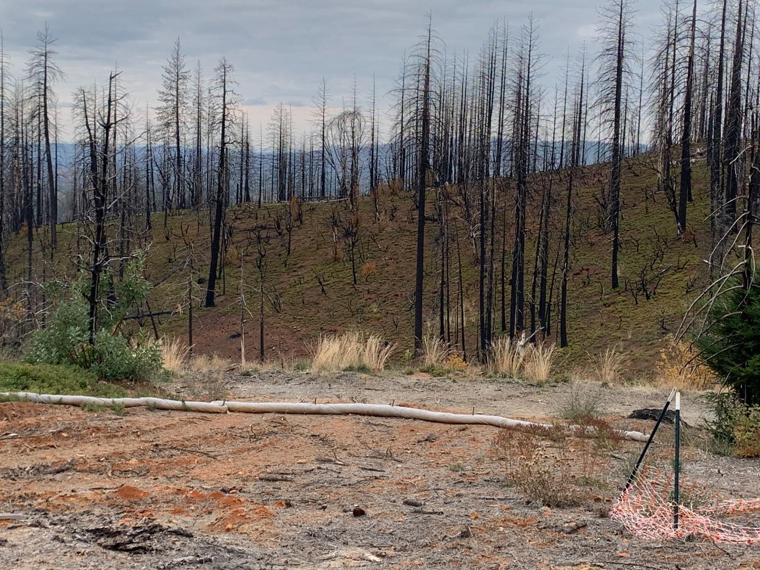 Rollingwood Court, Grizzly Flats, California image 3