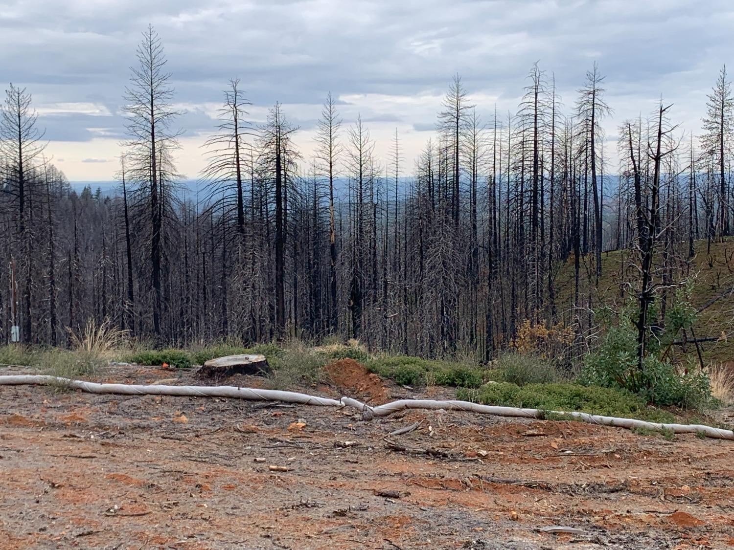 Rollingwood Court, Grizzly Flats, California image 4