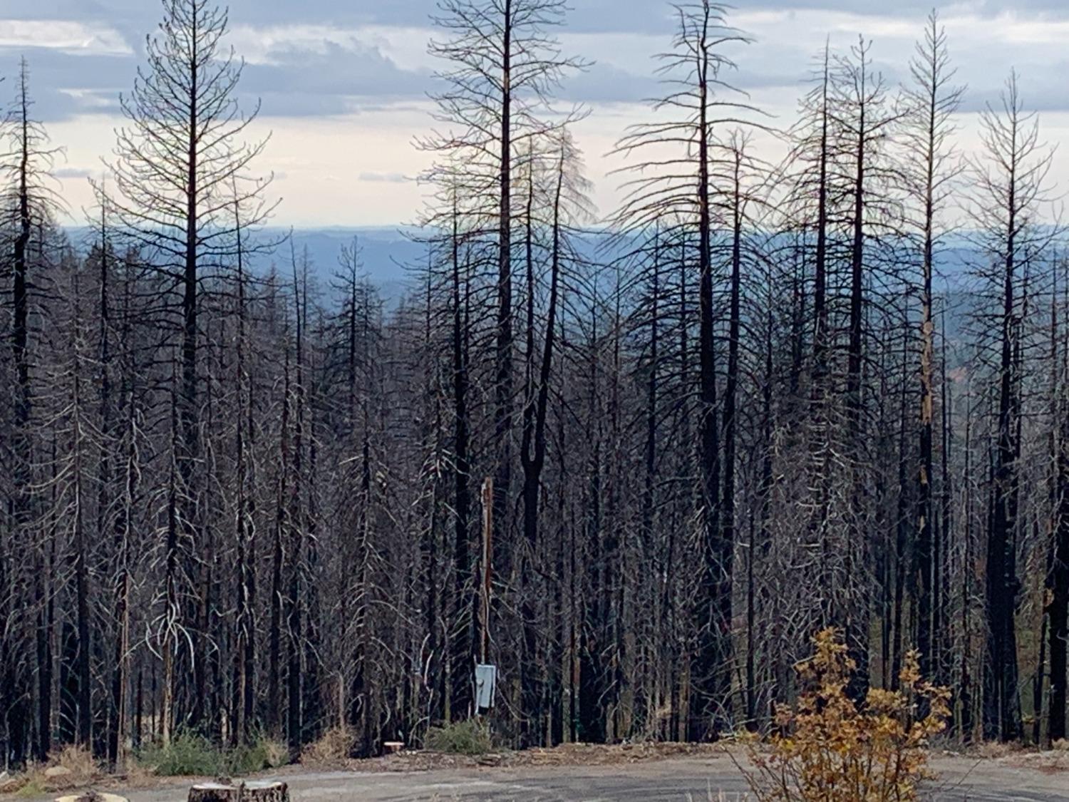 Rollingwood Court, Grizzly Flats, California image 8