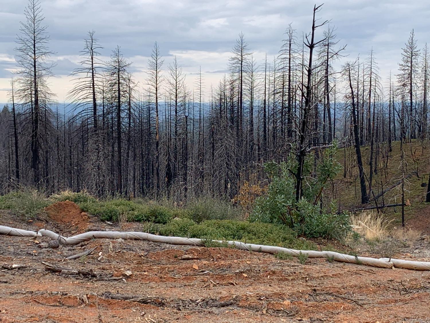 Rollingwood Court, Grizzly Flats, California image 2