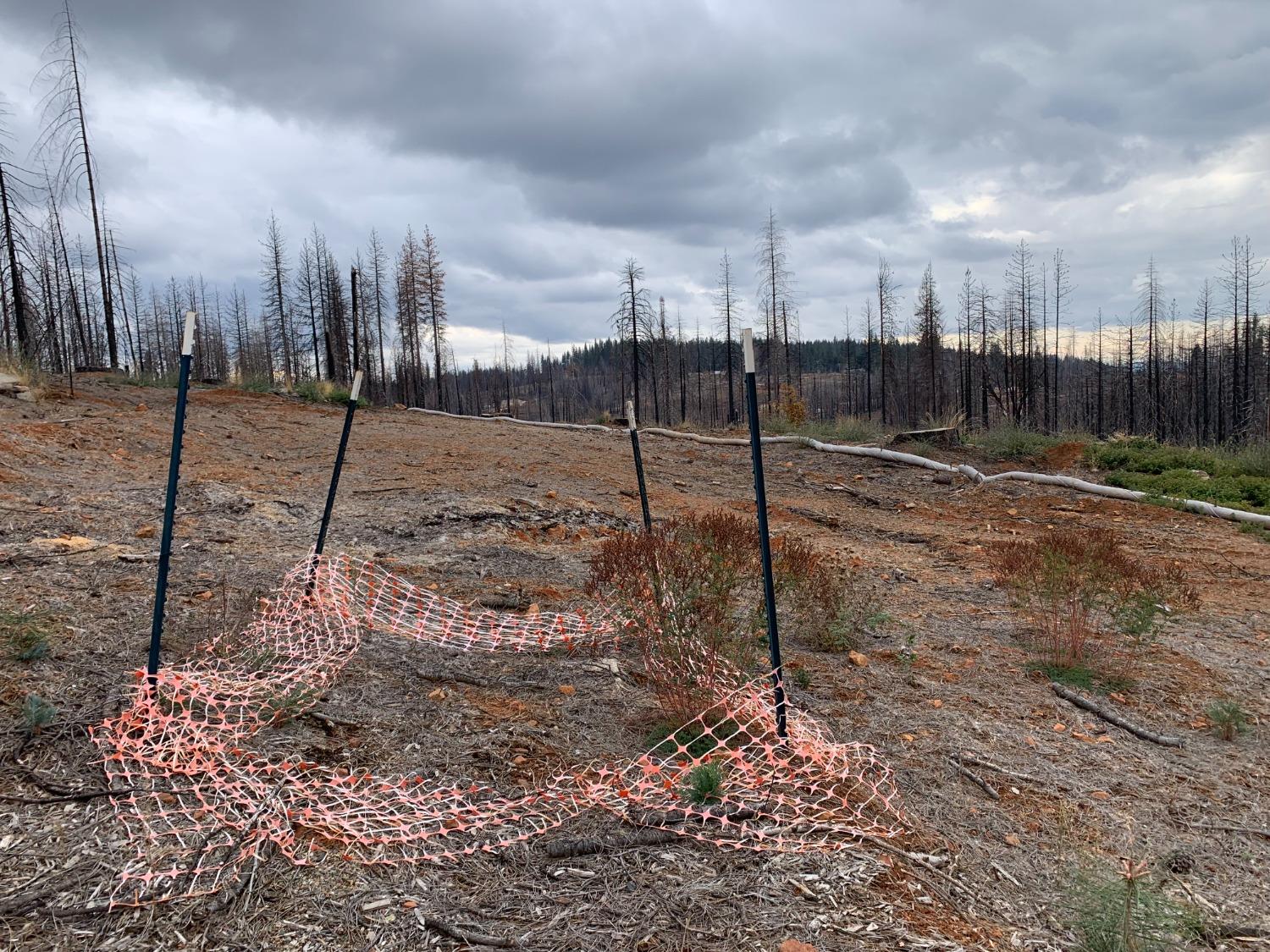 Rollingwood Court, Grizzly Flats, California image 6