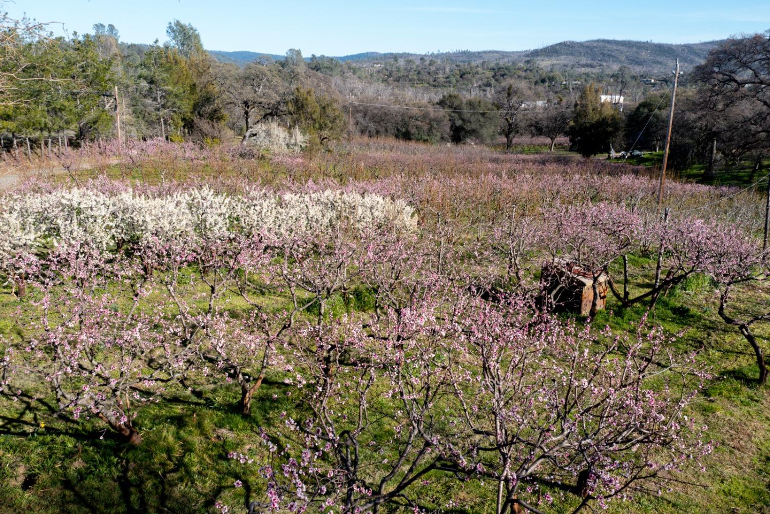 Old Olive Highway, Oroville, California image 44