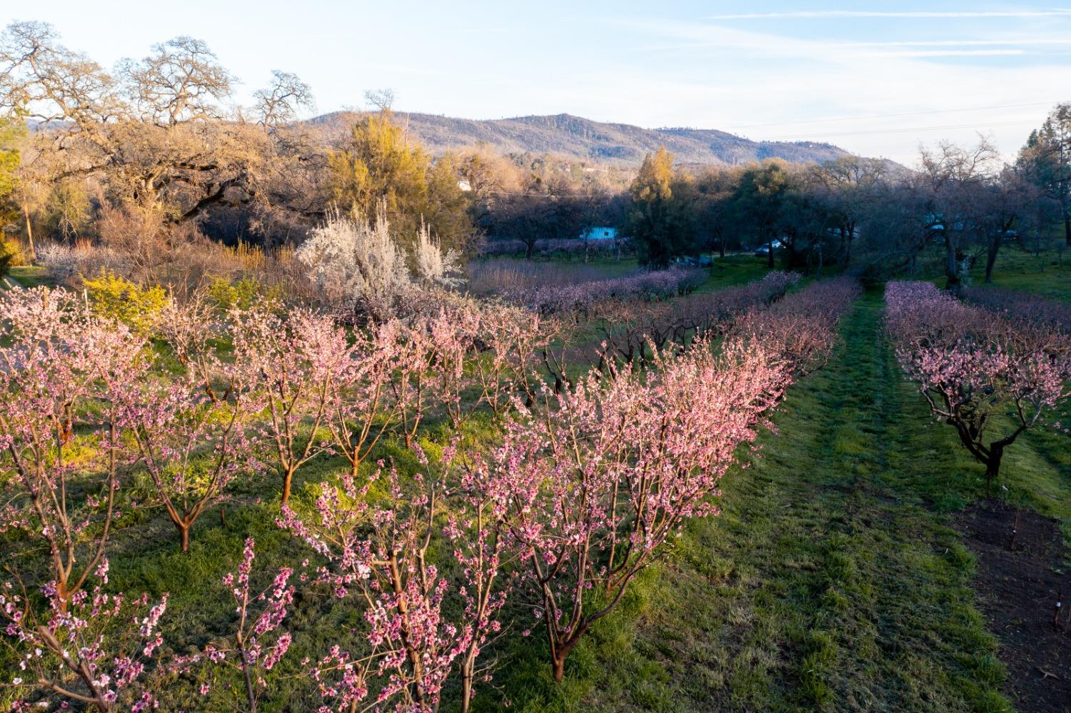 Old Olive Highway, Oroville, California image 40