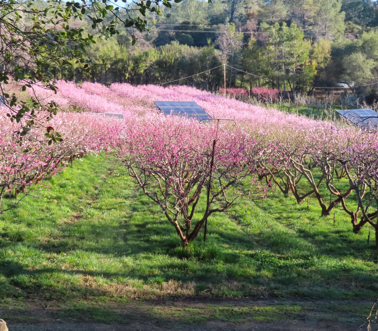 Old Olive Highway, Oroville, California image 14