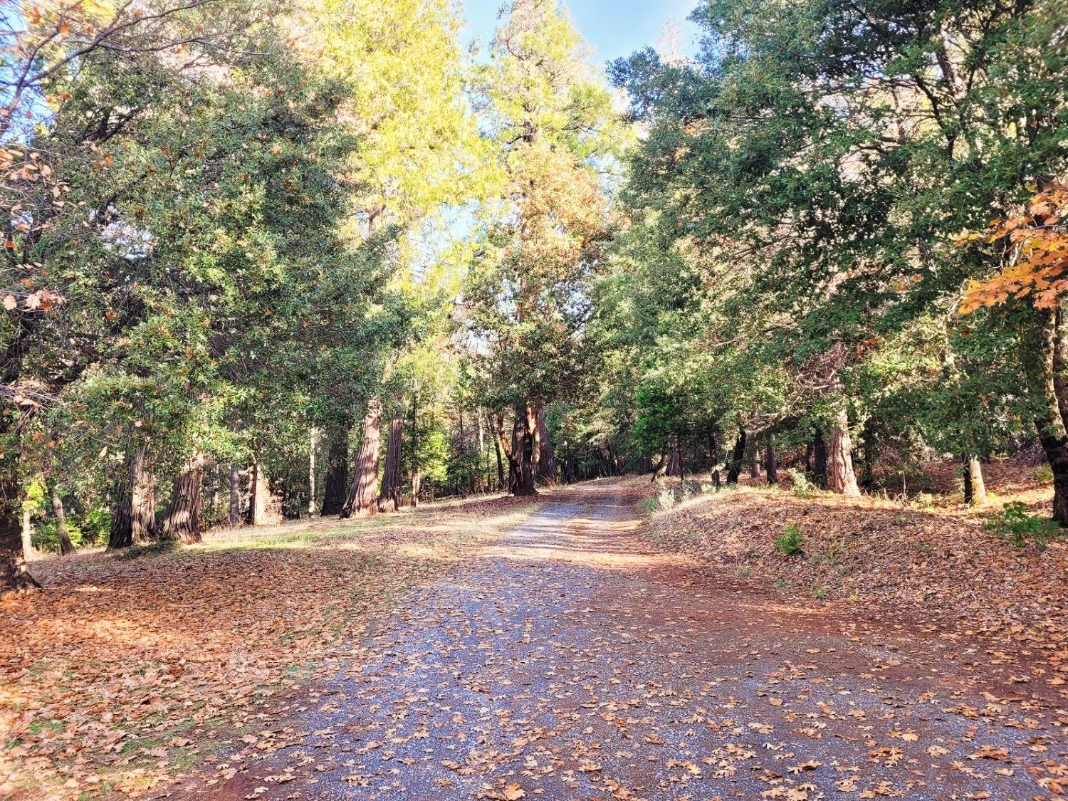 Isabel Lane, Foresthill, California image 18