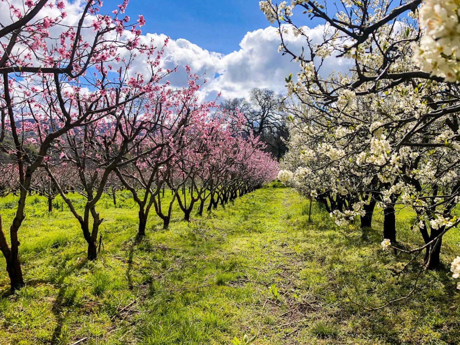 Old Olive Highway, Oroville, California image 41