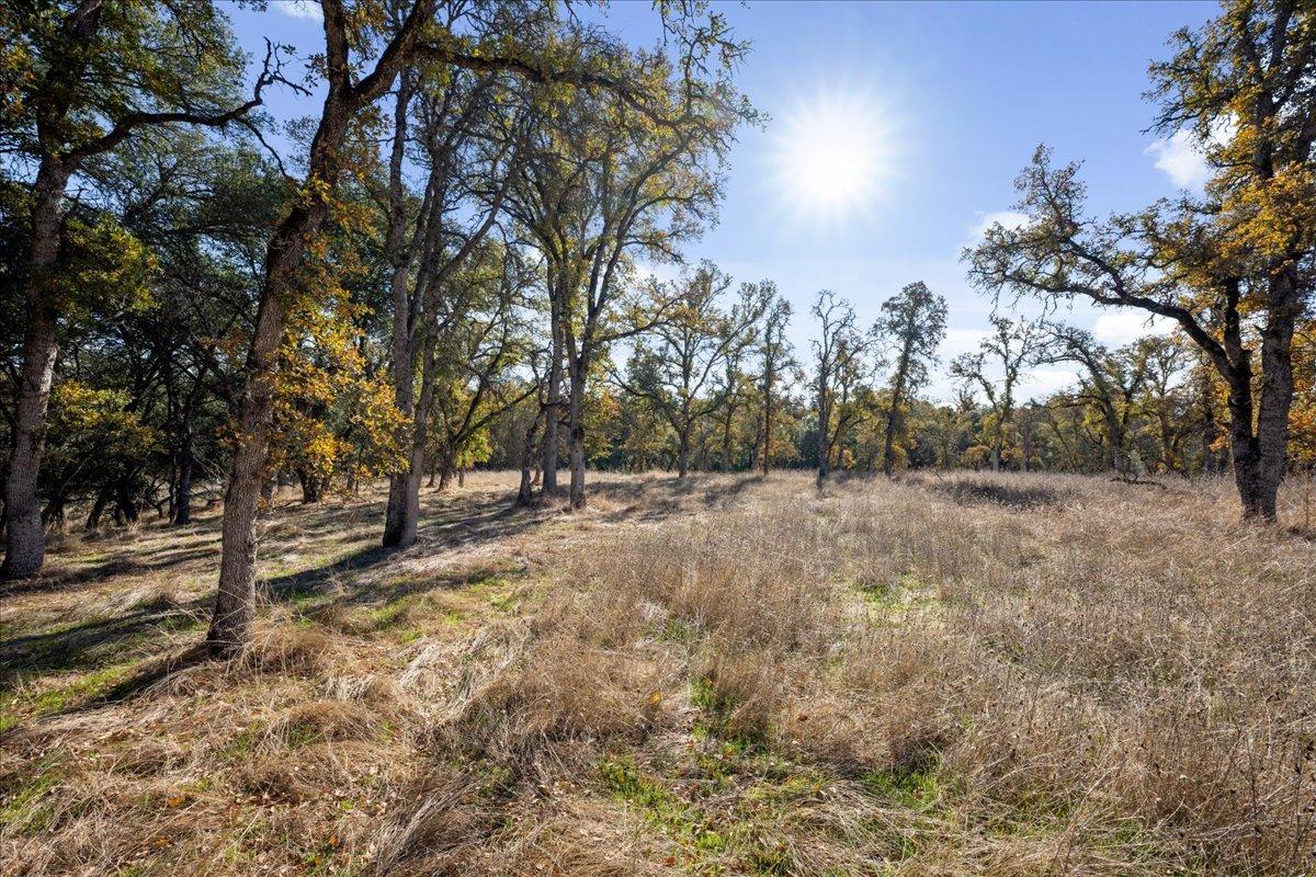 Turkey Hollow Trail, Browns Valley, California image 8