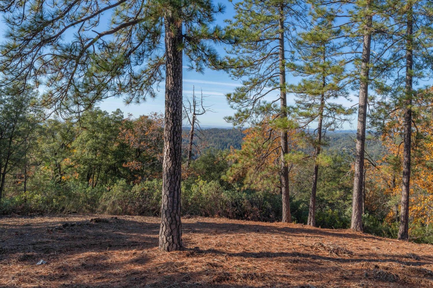 Tanyard Hill Road, Pine Grove, California image 9