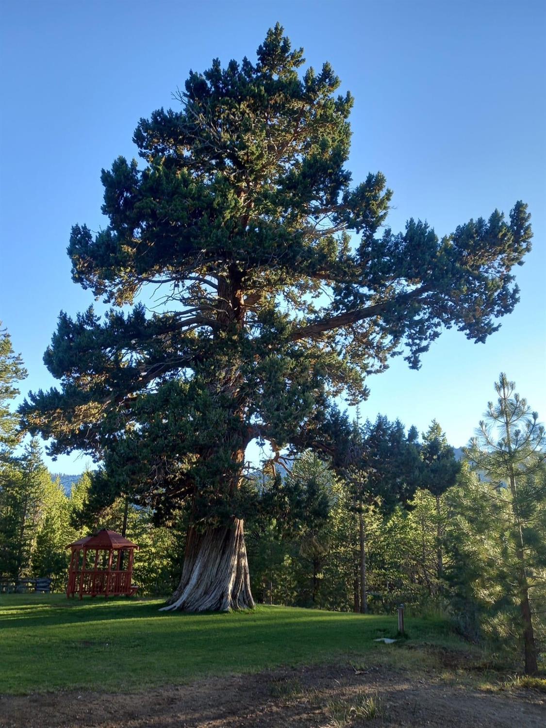 Apache Avenue, South Lake Tahoe, California image 38