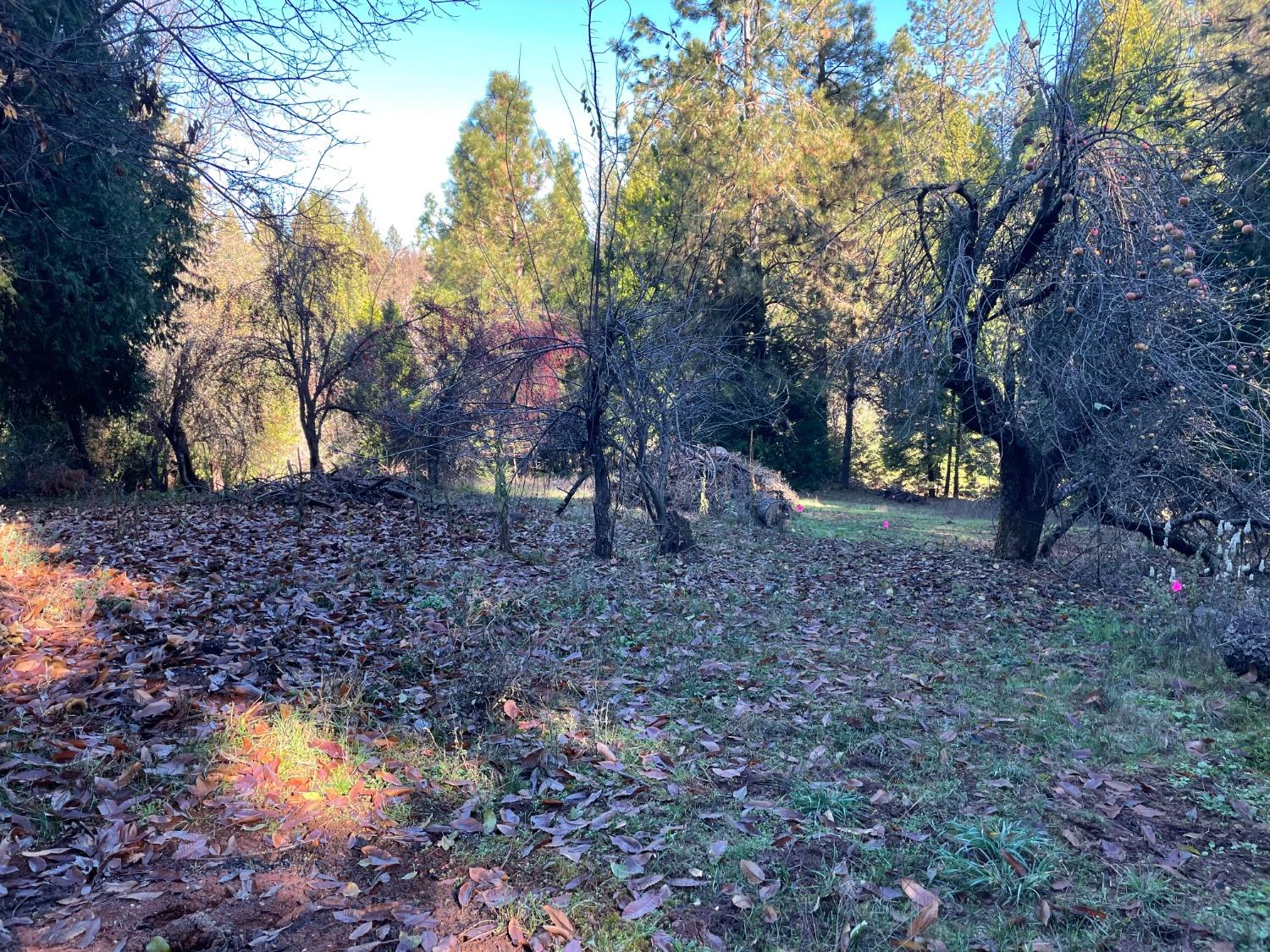 Gold Flat Road, Nevada City, California image 5