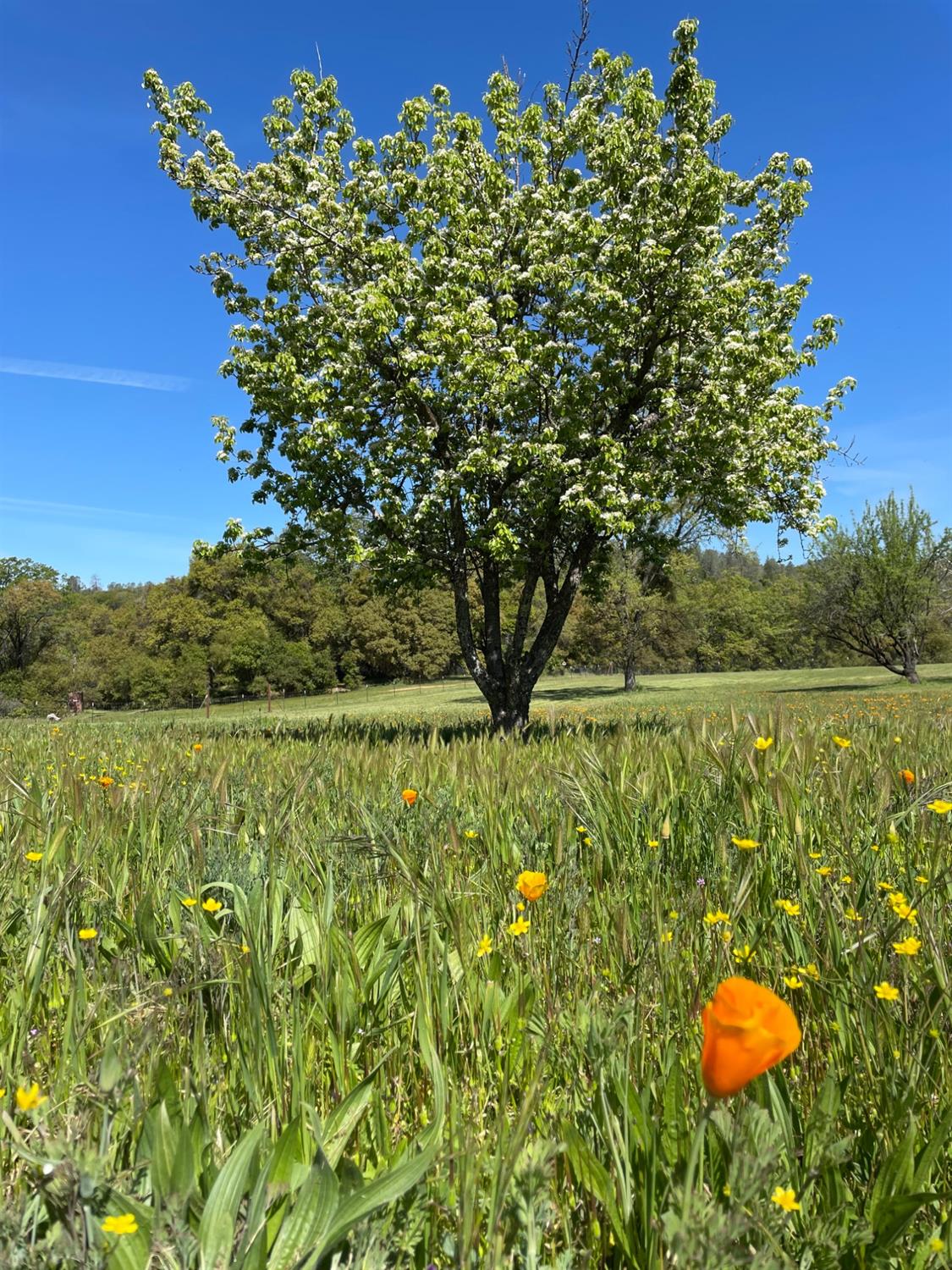 Vierra Road, Rackerby, California image 18