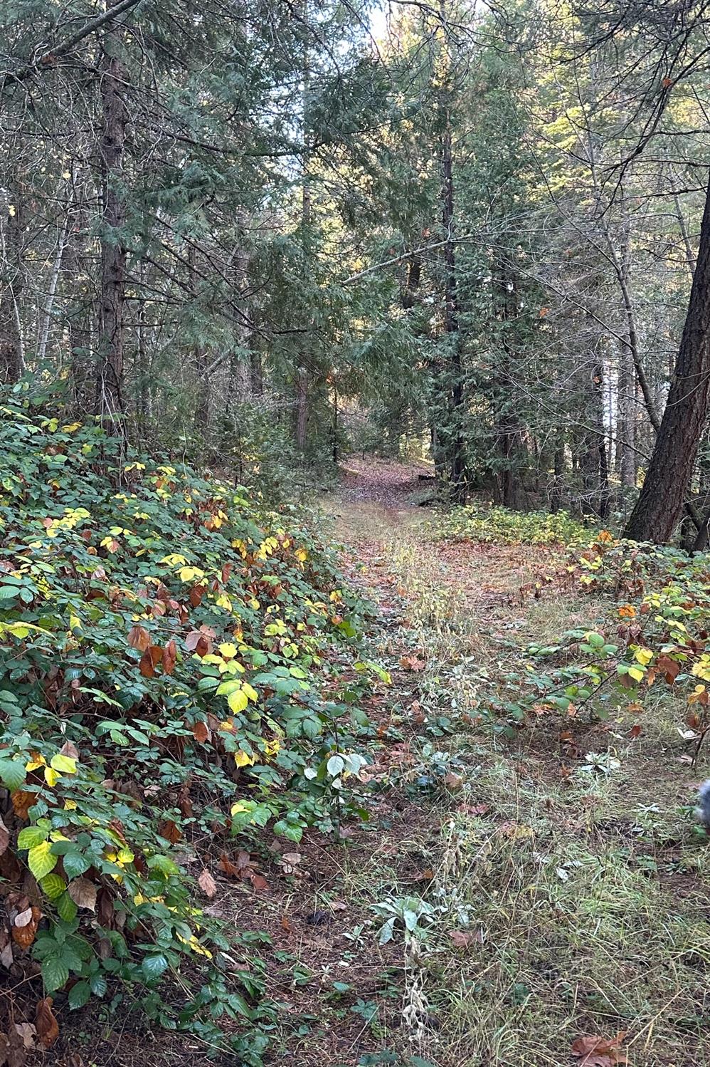 Grizzly Flat Road, Grizzly Flats, California image 5