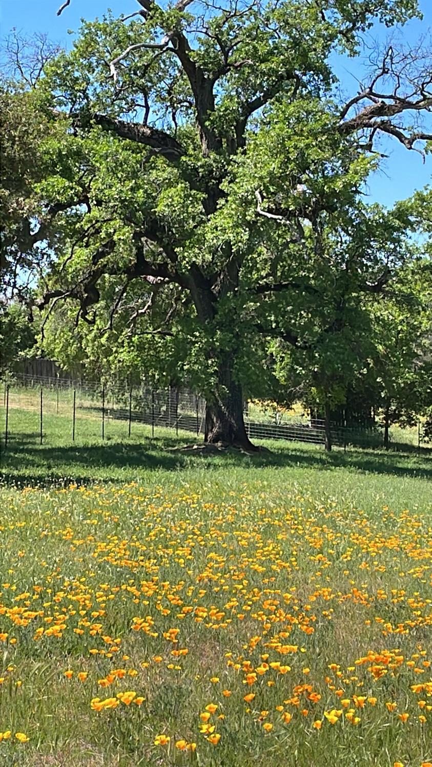 Vierra Road, Rackerby, California image 22