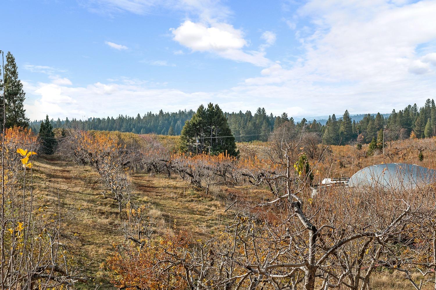 Larsen Drive, Camino, California image 2