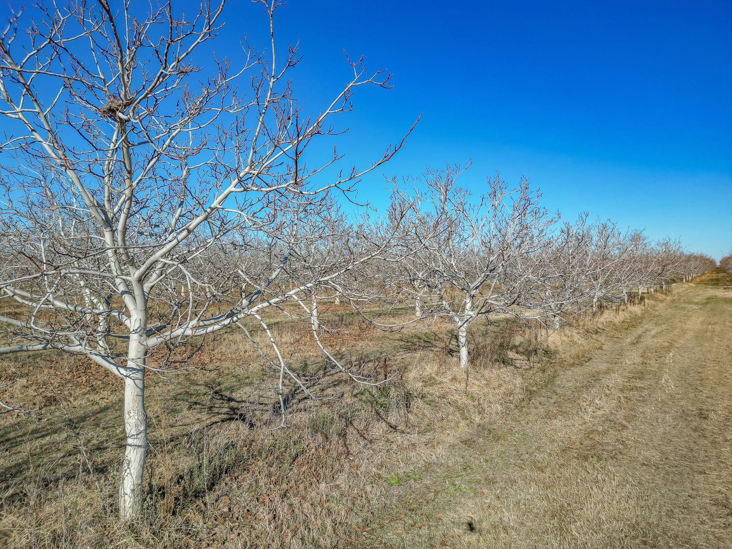 Hill Road, Corning, California image 14