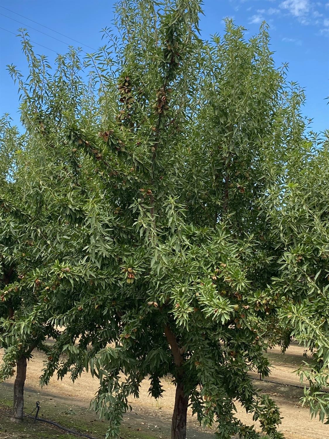 Orchard Road, Gustine, California image 31