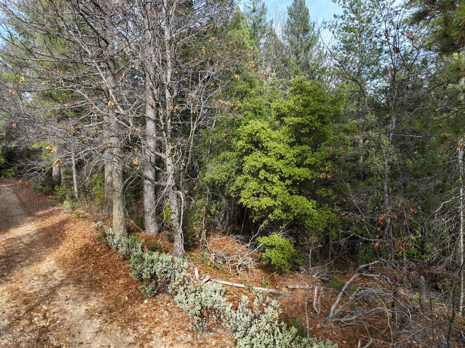 Detail Gallery Image 4 of 19 For 12408 Buckeye Rd, Nevada City,  CA 95959 - – Beds | – Baths