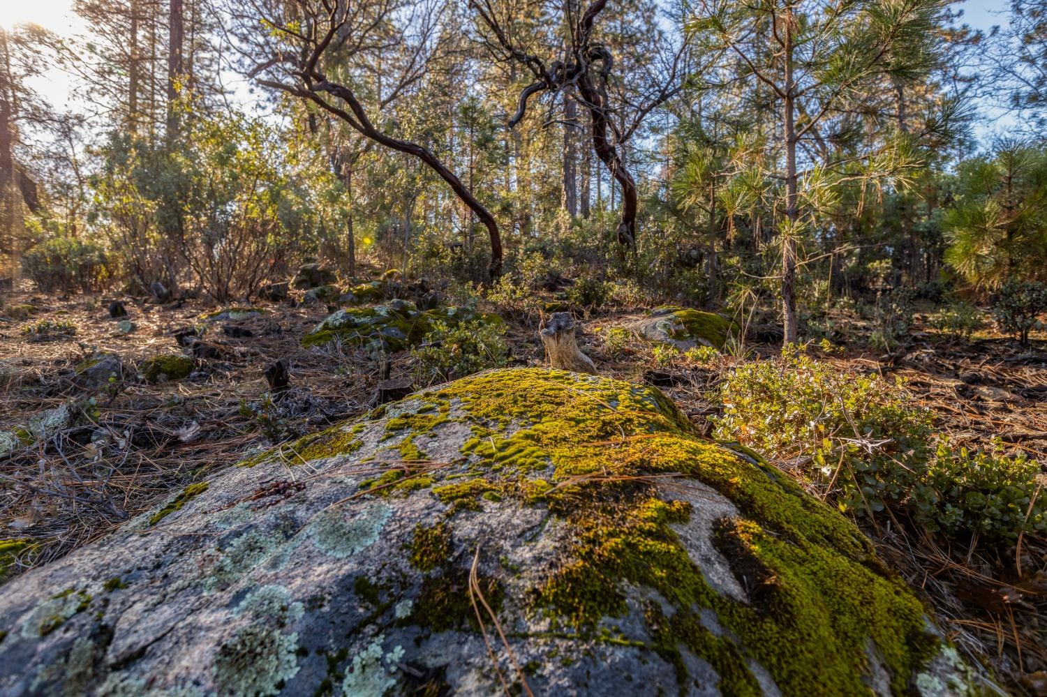 Holly Oak Lane, Meadow Vista, California image 9