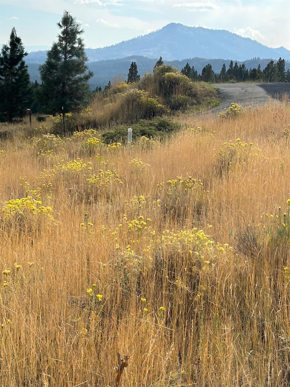 Grizzly Road, Portola, California image 13