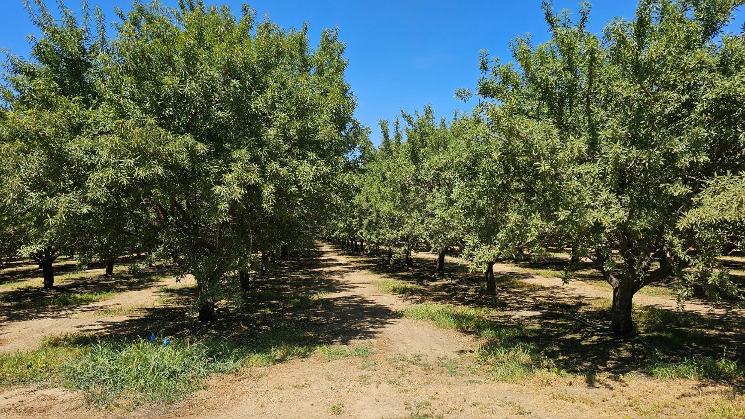 County Road 87, Zamora, California image 3