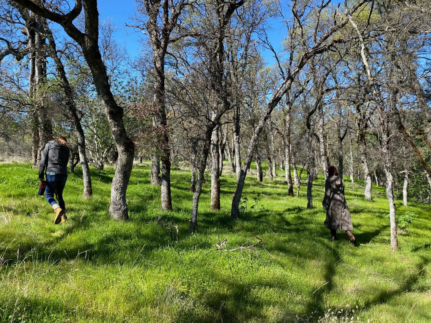 Scott Forbes Road, Browns Valley, California image 13