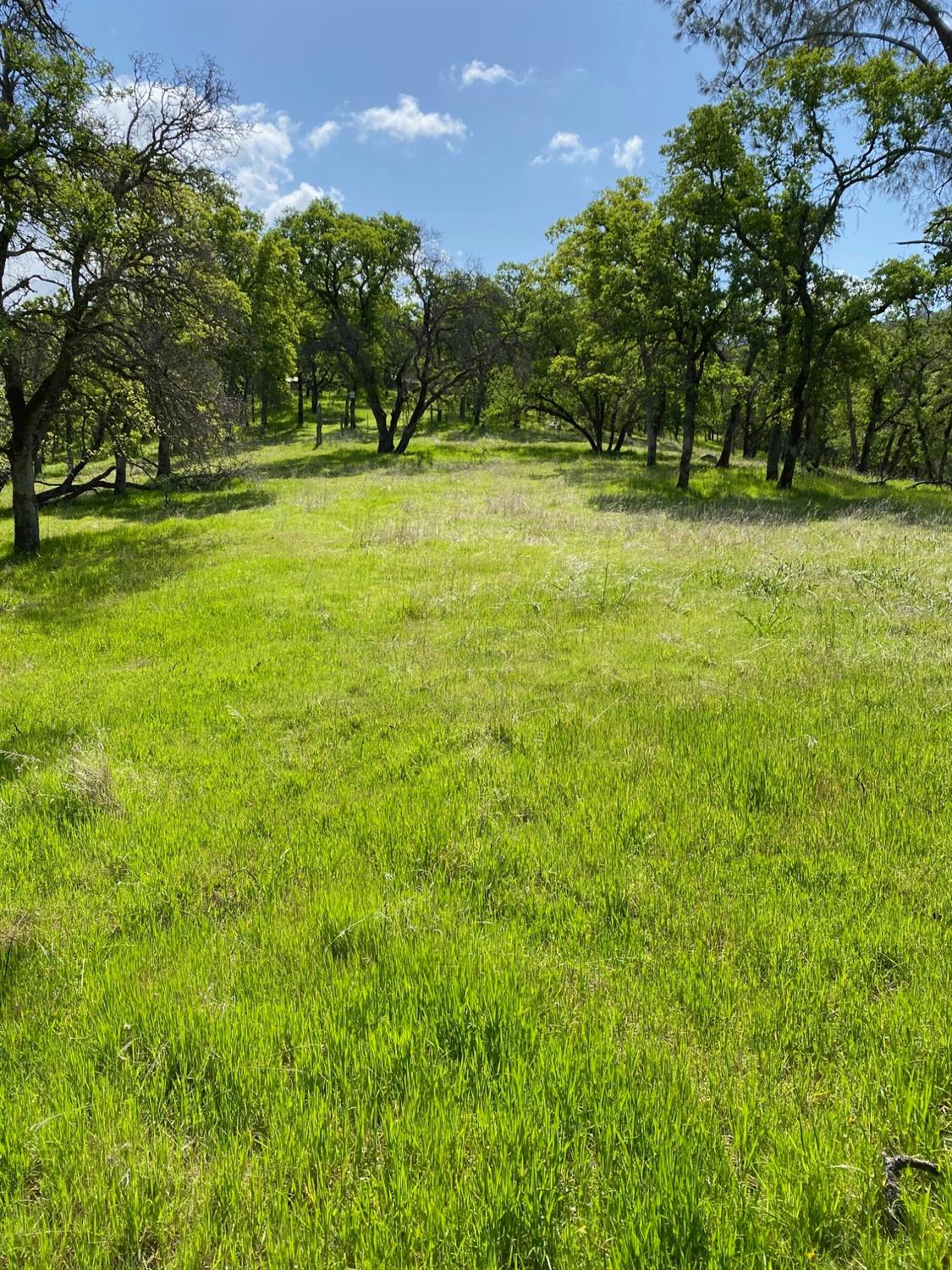 Scott Forbes Road, Browns Valley, California image 15