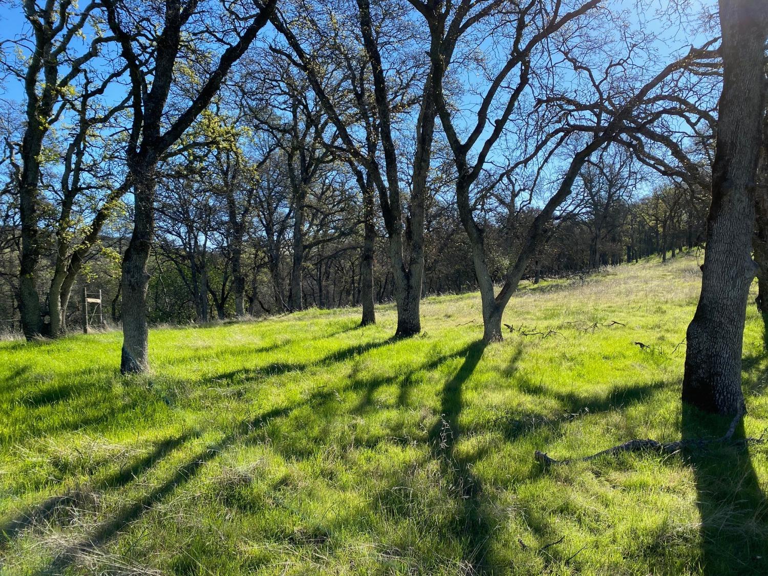 Scott Forbes Road, Browns Valley, California image 11