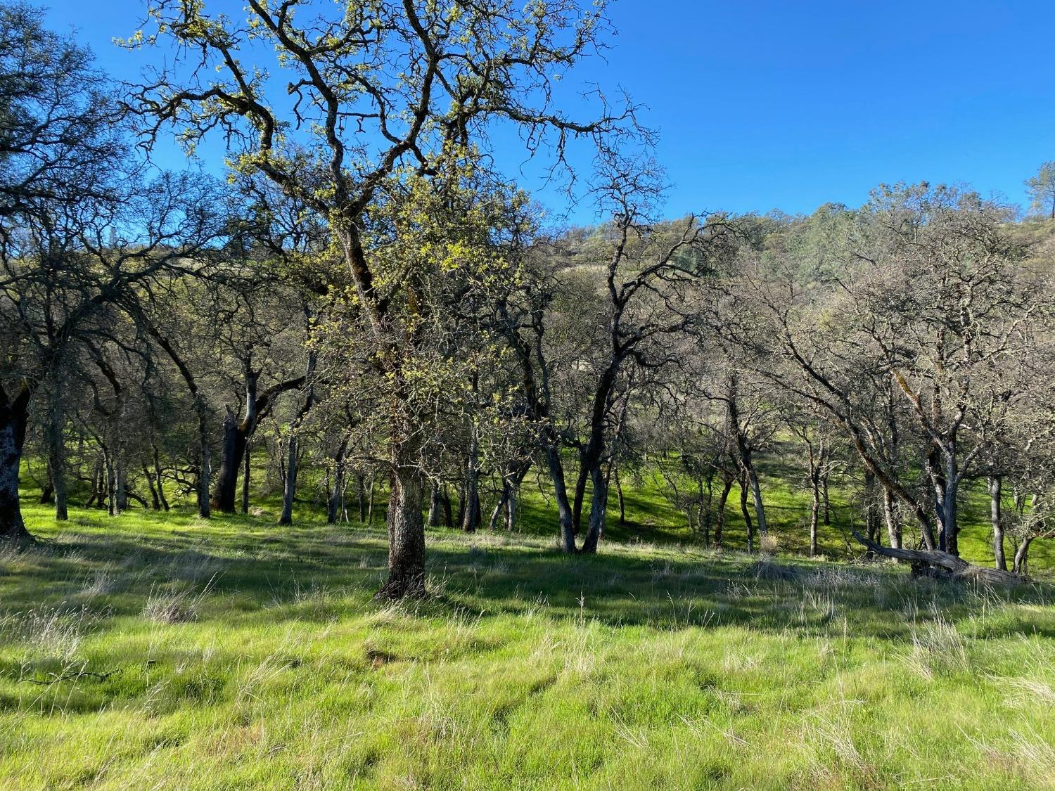 Scott Forbes Road, Browns Valley, California image 6