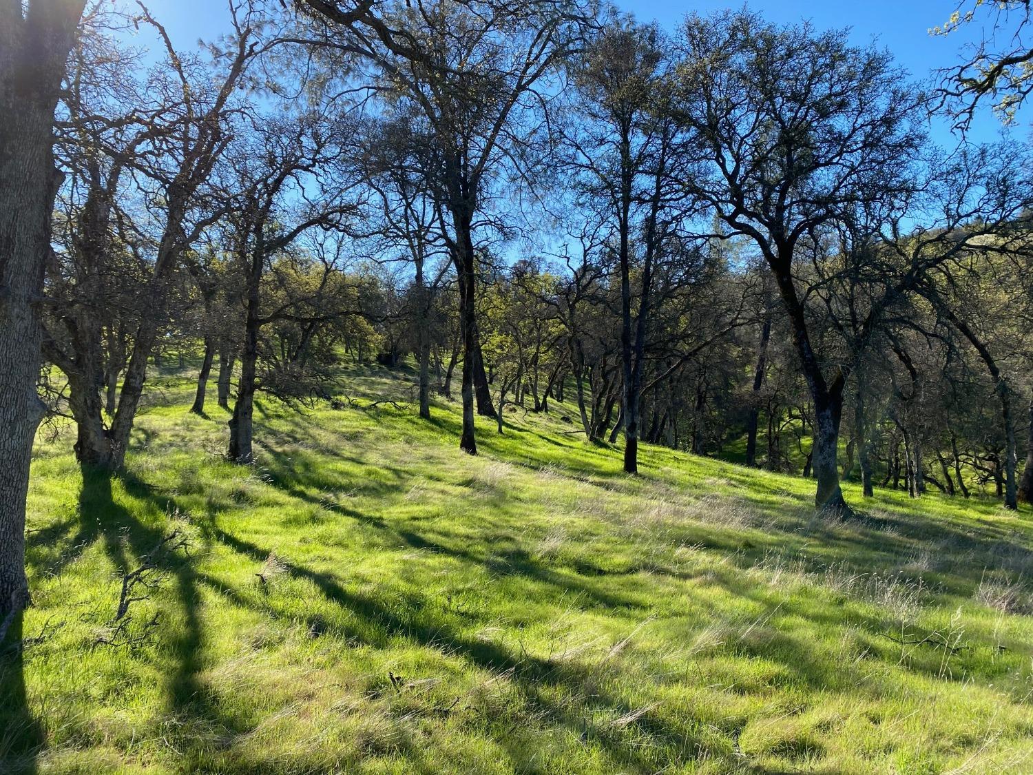 Scott Forbes Road, Browns Valley, California image 12