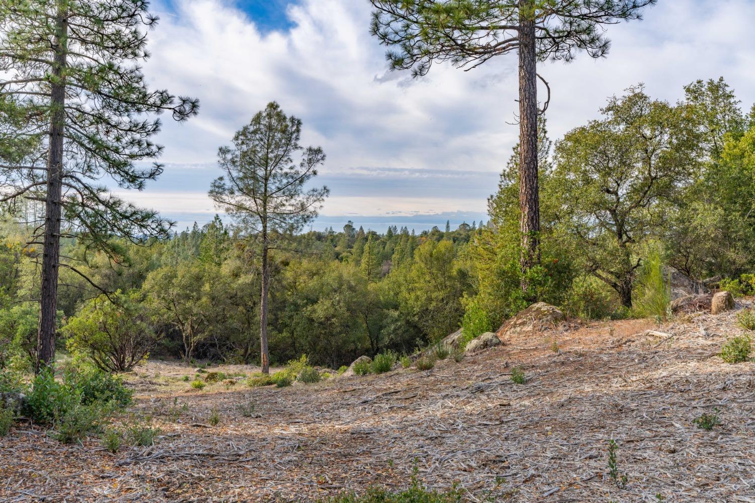 Emigrant Trail, River Pines, California image 9