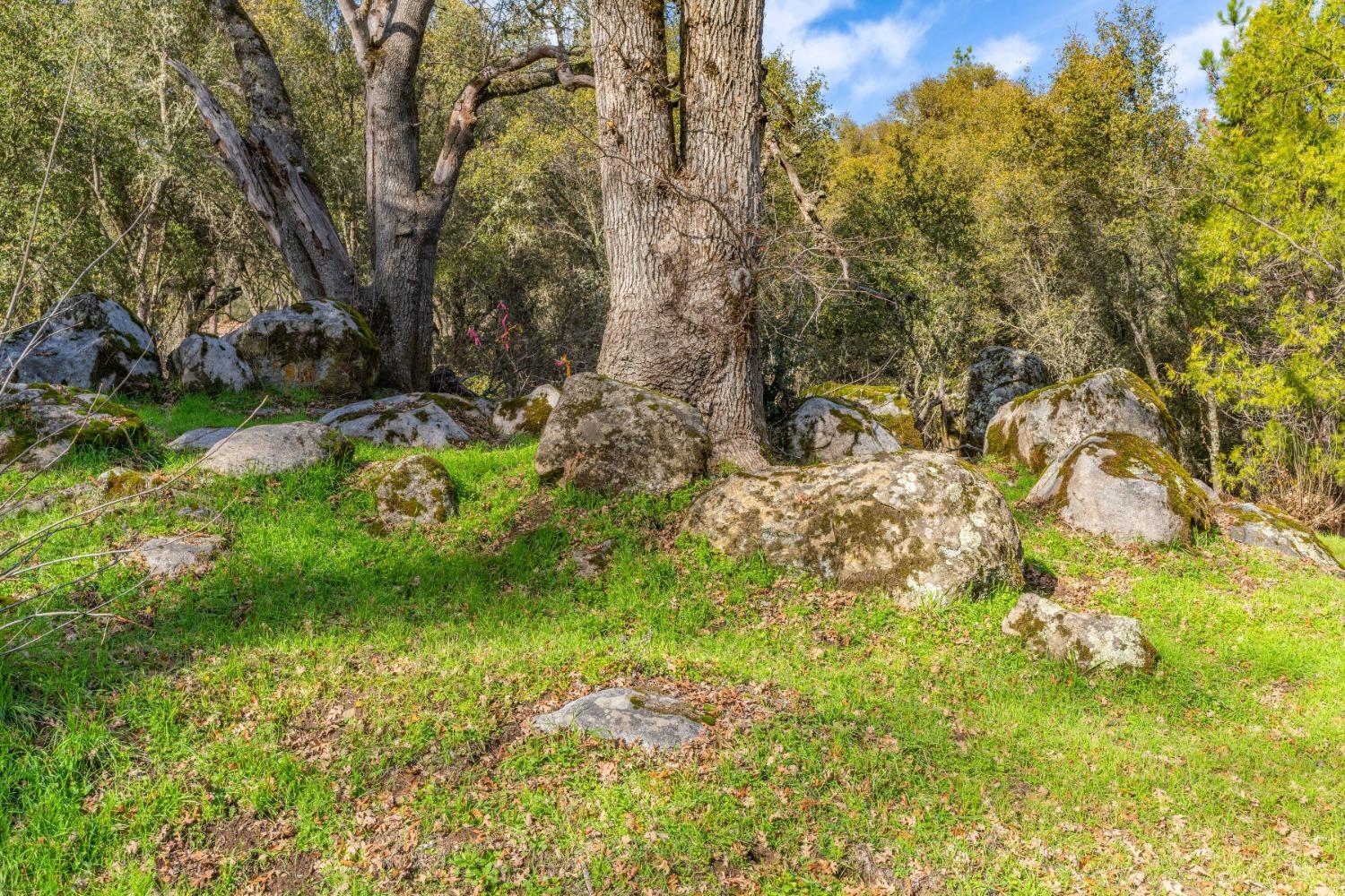 Emigrant Trail, River Pines, California image 8