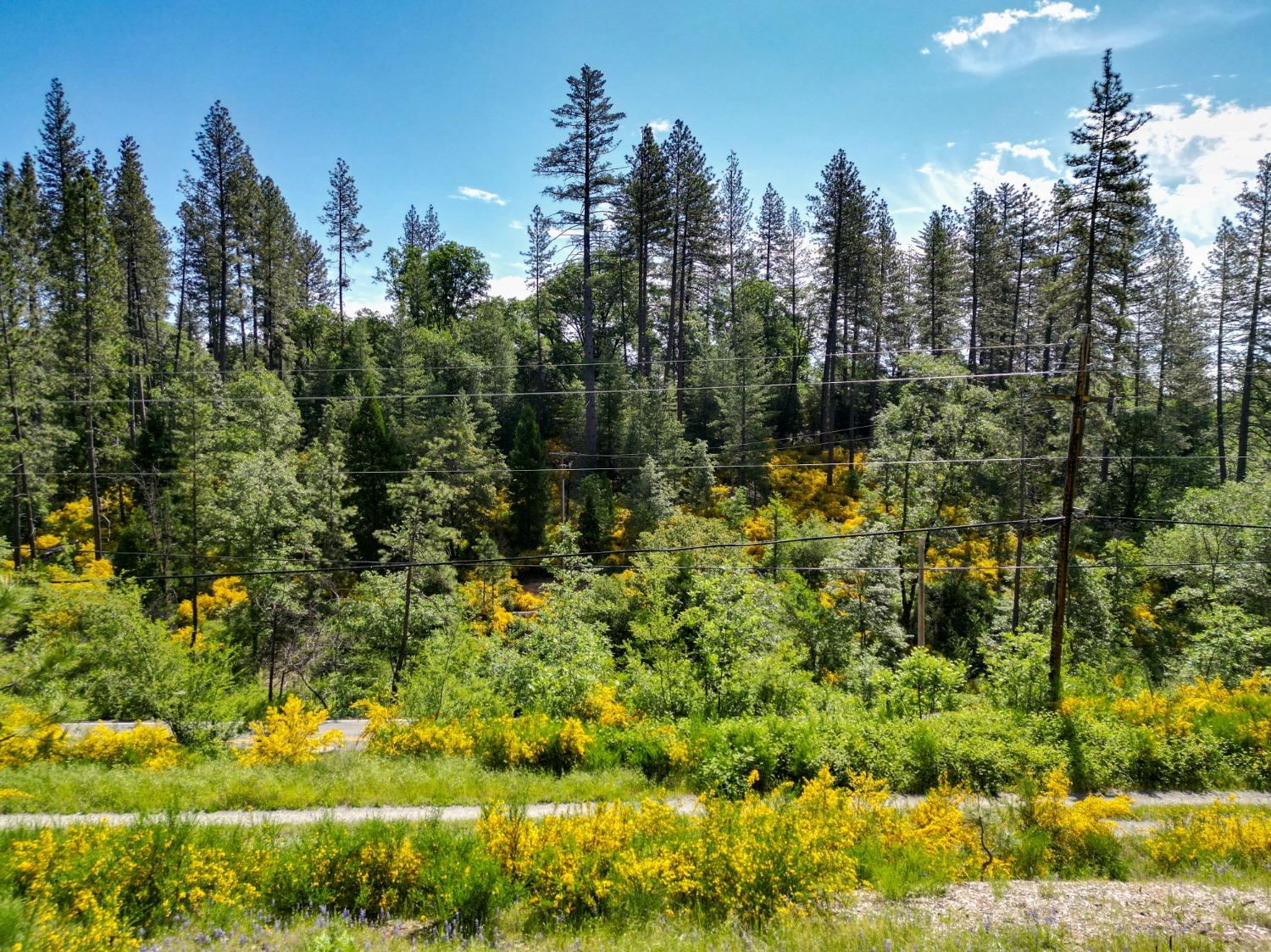 Bitney Springs Road, Nevada City, California image 39