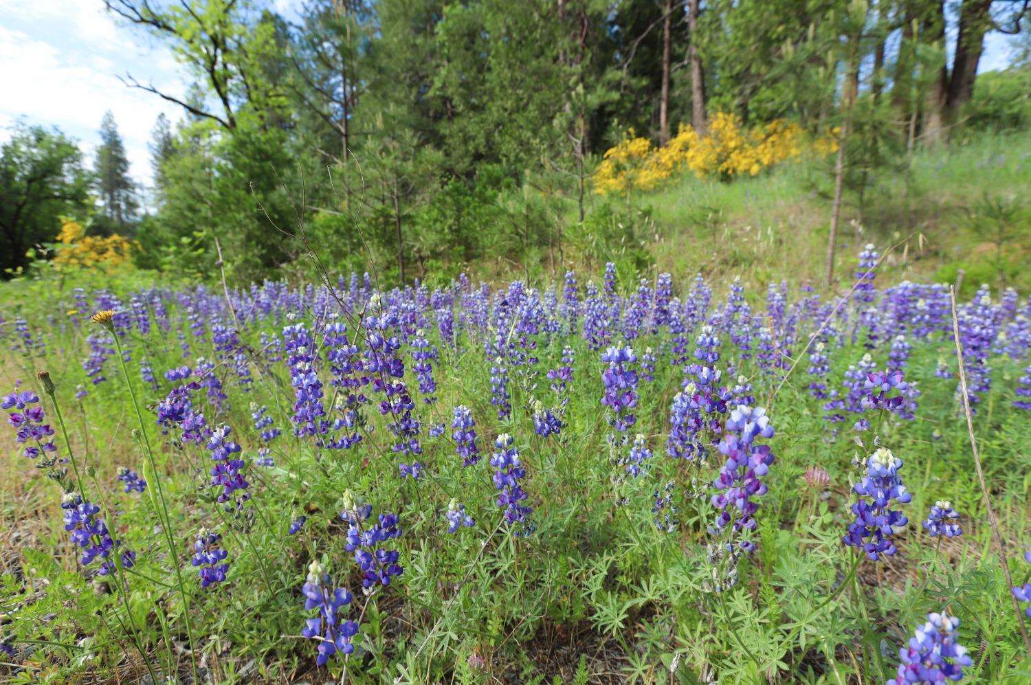 Bitney Springs Road, Nevada City, California image 2