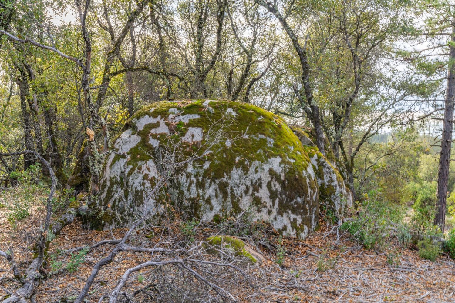 Emigrant Trail, River Pines, California image 29