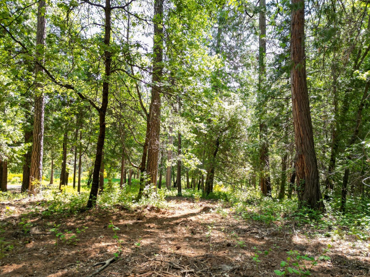 Bitney Springs Road, Nevada City, California image 33