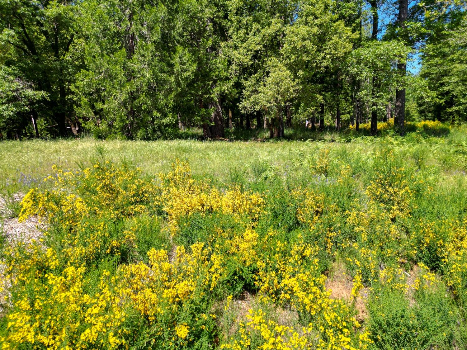 Bitney Springs Road, Nevada City, California image 3